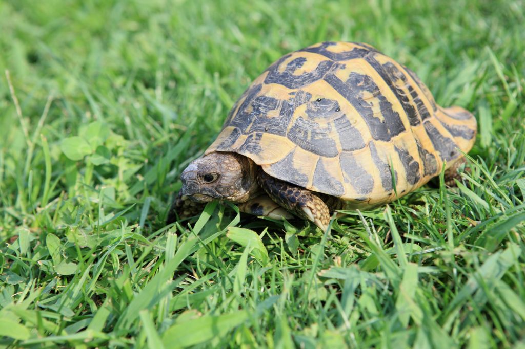 Turtle on Meadow