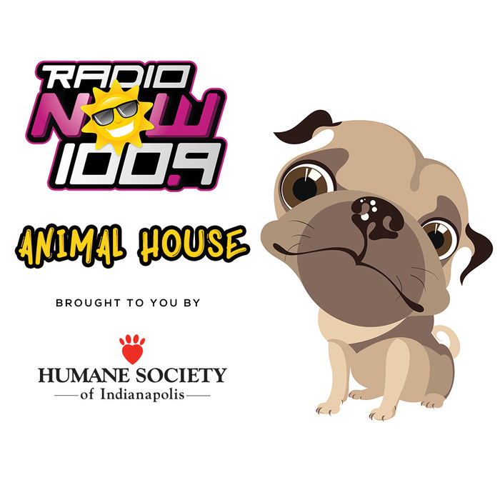 Animal House Generic