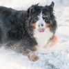 A Bernese Mountain Dog Is Fully Covered and Rolling in Snow