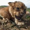 One Month Old Lion Cubs Take Their First Outing