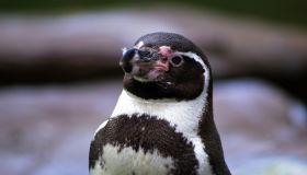 Portrait Of Humboldt Penguin